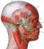 Neuralgia del trigémino Neuralgia del trigémino
